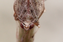 La Cigale bossue (Homoptre - Issidae - Issus coleoptratus)